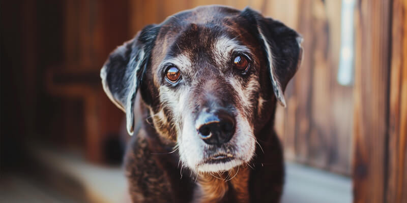 Anti-Aging for Dogs conclusion
