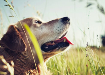 Anti-Aging for Dogs
